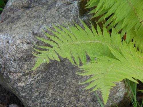 Как сочетать камень с растениями в саду. Цветы и камни