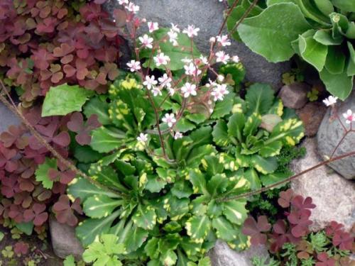 Как сочетать камень с растениями в саду. Цветы и камни