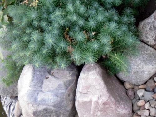 Как сочетать камень с растениями в саду. Цветы и камни