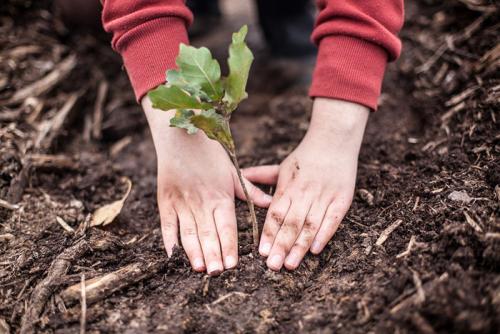 Где посадить дуб на участке. Как посадить дуб? Садим саженец или выращиваем дуб из желудя