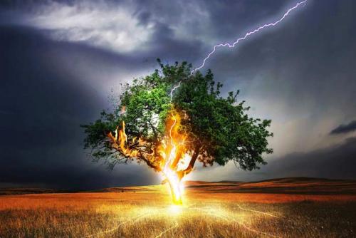 Можно ли сажать на участке дуб. Почему по приметам запрещается сажать дуб на участке