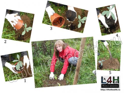 Когда лучше сажать дуб. Жизнь нового дуба начинается с его плода – жёлудя! С этого и предлагаю Тебе дорогой читатель начать, с новой жизни дуба, с посадки жёлудя.