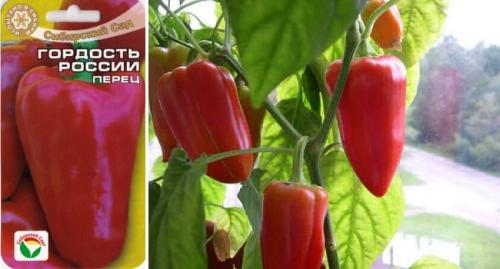 Лучшие сорта перца для теплиц. Самые лучшие сорта сладкого перца