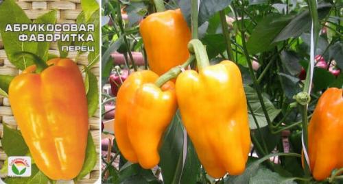 Лучшие сорта перца для теплиц. Самые лучшие сорта сладкого перца
