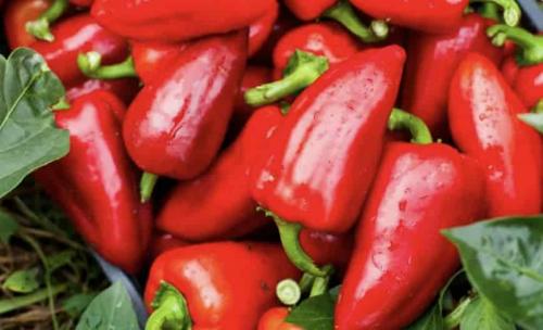 Обзор лучших сортов болгарского перца. Лучшие раннеспелые и среднеспелые сорта перца 07