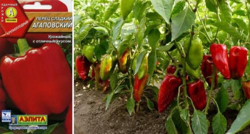 Лучшие сорта перца для теплиц. Самые лучшие сорта сладкого перца