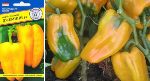 Лучшие сорта перца для теплиц. Самые лучшие сорта сладкого перца