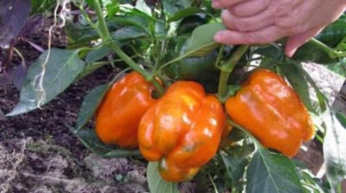 Обзор лучших сортов болгарского перца. Лучшие раннеспелые и среднеспелые сорта перца 01