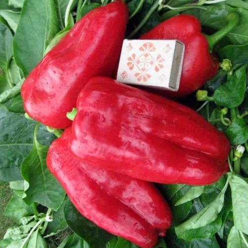 Обзор лучших сортов болгарского перца. Лучшие раннеспелые и среднеспелые сорта перца 06
