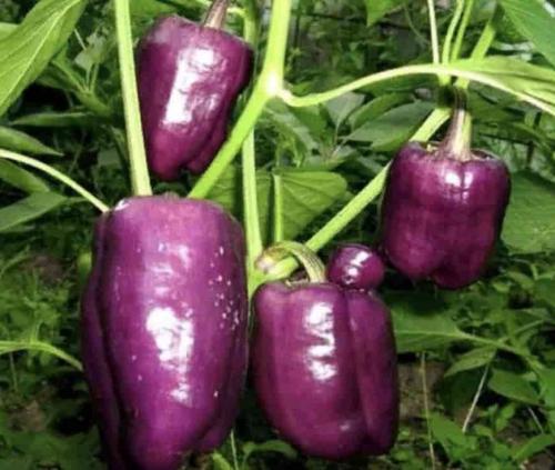 Обзор лучших сортов болгарского перца. Лучшие раннеспелые и среднеспелые сорта перца 05