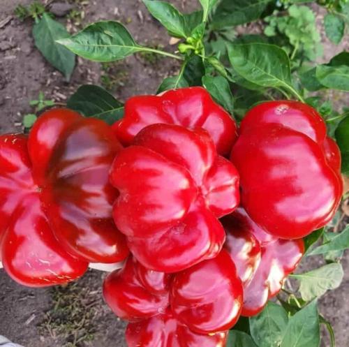 Обзор лучших сортов болгарского перца. Лучшие раннеспелые и среднеспелые сорта перца 02