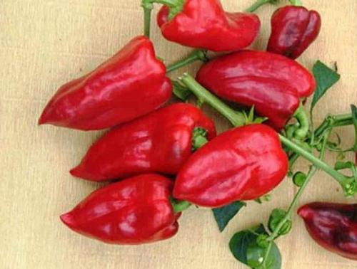 Обзор лучших сортов болгарского перца. Лучшие раннеспелые и среднеспелые сорта перца 03