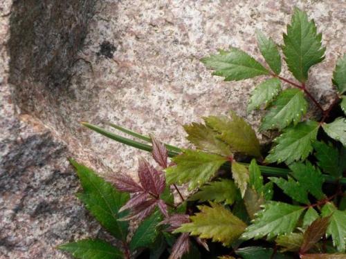 Можно ли использовать ландшафтный камень в комбинации с растениями. Цветы и камни