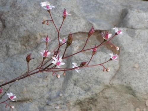 Можно ли использовать ландшафтный камень в комбинации с растениями. Цветы и камни