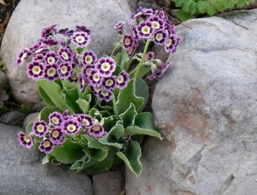 Можно ли использовать ландшафтный камень в комбинации с растениями. Цветы и камни