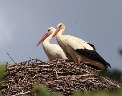 Гнездо аиста на дереве. Гнездо аиста — постройка и обустройство гнезда для аиста своими руками (видео + 110 фото)