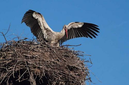 Гнездо аиста на дереве. Гнездо аиста — постройка и обустройство гнезда для аиста своими руками (видео + 110 фото)