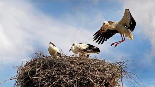 Гнездо аиста на дереве. Гнездо аиста — постройка и обустройство гнезда для аиста своими руками (видео + 110 фото)