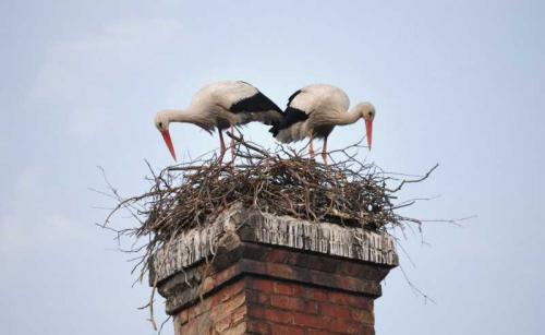 Гнездо аиста на дереве. Гнездо аиста — постройка и обустройство гнезда для аиста своими руками (видео + 110 фото)