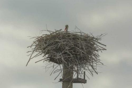 Гнездо аиста на дереве. Гнездо аиста — постройка и обустройство гнезда для аиста своими руками (видео + 110 фото)