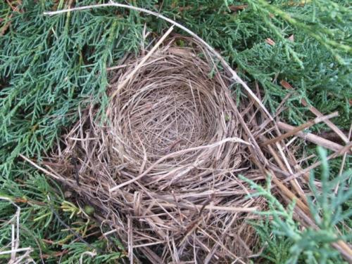 Декоративное гнездо своими руками. Создание декоративного чуда собственными руками