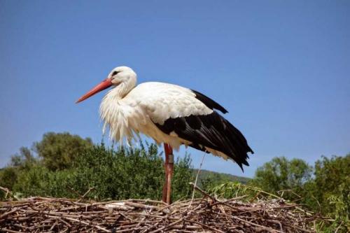 Гнездо аиста на дереве. Гнездо аиста — постройка и обустройство гнезда для аиста своими руками (видео + 110 фото)