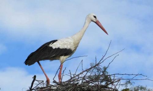 Гнездо аиста на дереве. Гнездо аиста — постройка и обустройство гнезда для аиста своими руками (видео + 110 фото)