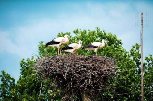 Гнездо аиста на дереве. Гнездо аиста — постройка и обустройство гнезда для аиста своими руками (видео + 110 фото)