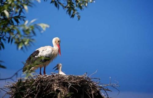 Гнездо аиста на дереве. Гнездо аиста — постройка и обустройство гнезда для аиста своими руками (видео + 110 фото)