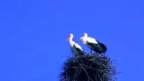 Гнездо аиста на дереве. Гнездо аиста — постройка и обустройство гнезда для аиста своими руками (видео + 110 фото)