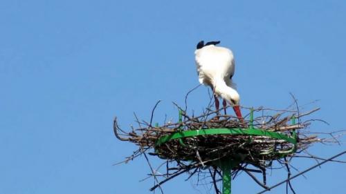 Как сделать аиста в гнезде. Основные правила устройства гнезда