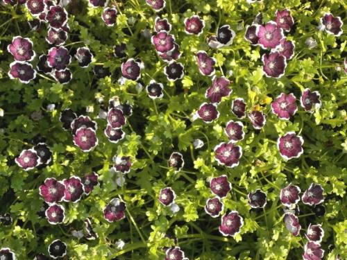 Низкорослые однолетние цветы, цветущие все лето. Низкорослые цветы — основные виды и особенности ухода за такими растениями (150 фото)