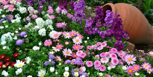 Низкорослые однолетние цветы, цветущие все лето. Низкорослые цветы — основные виды и особенности ухода за такими растениями (150 фото)