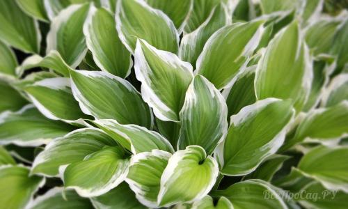 Низкорослые цветы каталог. Долгоцветущие низкорослые многолетники