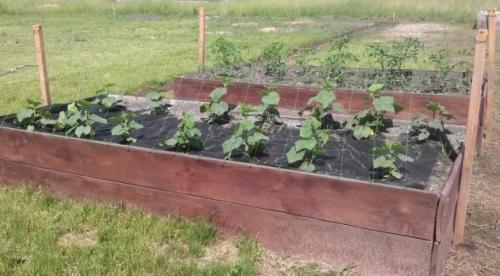 Грядка для огурцов. Выбор и подготовка почвы и места под посадку 09