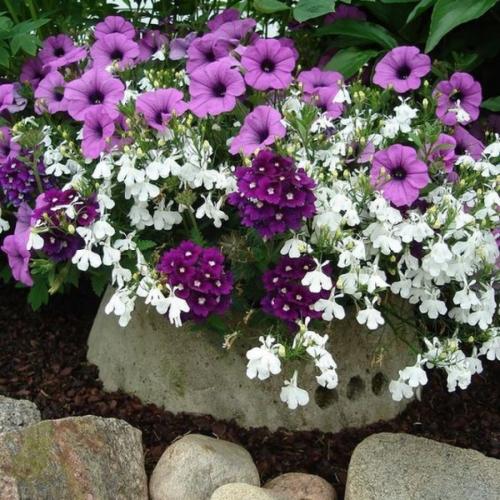 Низкорослые однолетние цветы, цветущие все лето. Низкорослые цветы — основные виды и особенности ухода за такими растениями (150 фото)