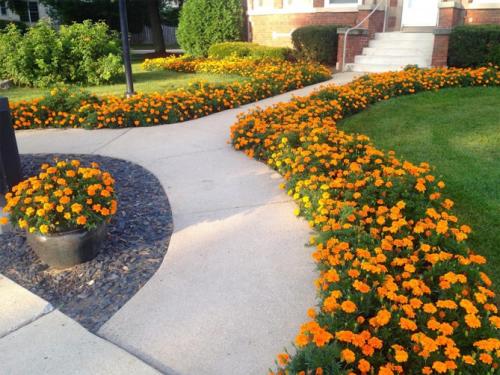 Цветы низкорослые для клумбы. Низкорослые бордюрные цветы однолетние и многолетние, фото на клумбах