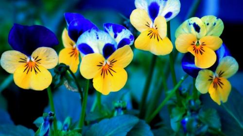 Низкорослые однолетние цветы, цветущие все лето. Низкорослые цветы — основные виды и особенности ухода за такими растениями (150 фото)