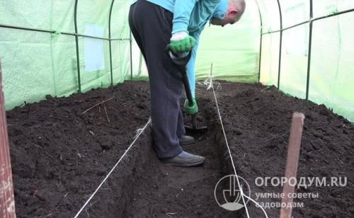 Грядка для огурцов в теплице. Подготовка теплицы