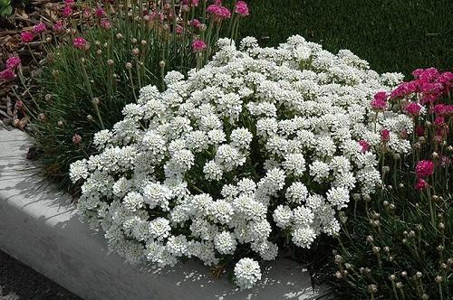 Ковровые цветы для клумбы. В помощь цветоводам: цветы для ковровой клумбы