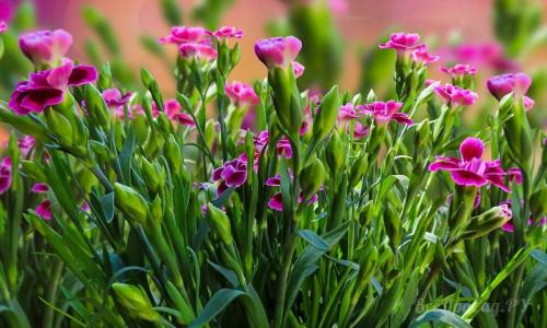 Низкорослые цветы каталог. Долгоцветущие низкорослые многолетники