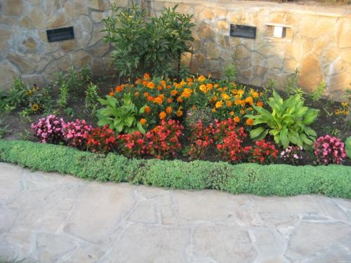 Низкорослые однолетние цветы, цветущие все лето. Низкорослые цветы — основные виды и особенности ухода за такими растениями (150 фото)