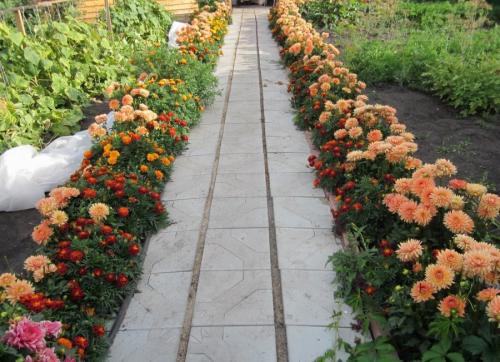 Низкорослые однолетние цветы, цветущие все лето. Низкорослые цветы — основные виды и особенности ухода за такими растениями (150 фото)