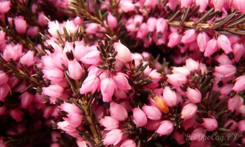 Низкорослые цветы каталог. Долгоцветущие низкорослые многолетники