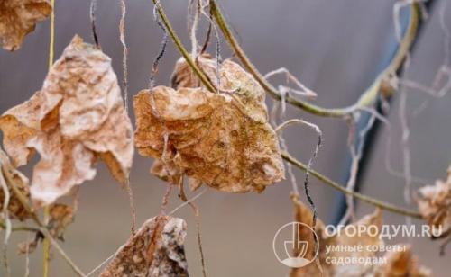 Грядка для огурцов в теплице. Подготовка теплицы