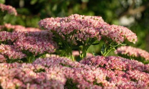 Низкорослые цветы каталог. Долгоцветущие низкорослые многолетники