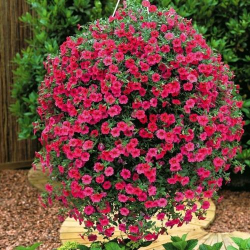 Низкорослые однолетние цветы, цветущие все лето. Низкорослые цветы — основные виды и особенности ухода за такими растениями (150 фото)