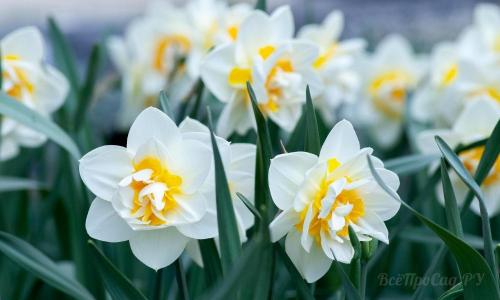 Низкорослые цветы каталог. Долгоцветущие низкорослые многолетники