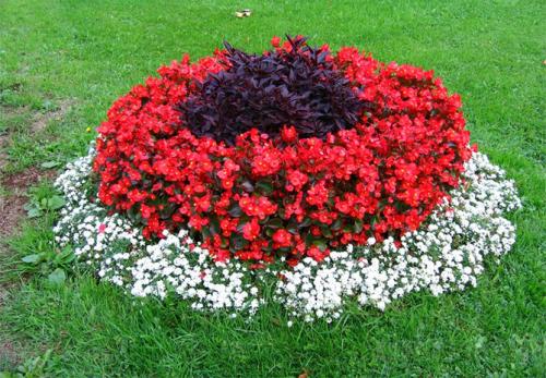 Цветы низкорослые для клумбы. Низкорослые бордюрные цветы однолетние и многолетние, фото на клумбах