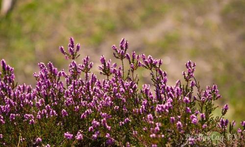 Низкорослые цветы каталог. Долгоцветущие низкорослые многолетники